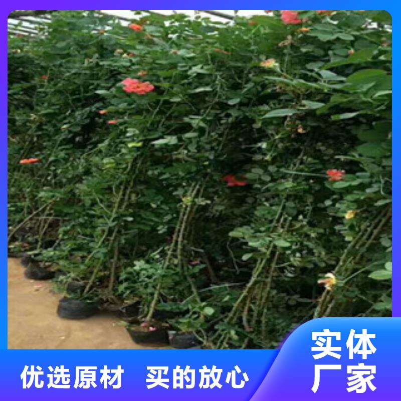 花海景观花海景观工程质量牢靠