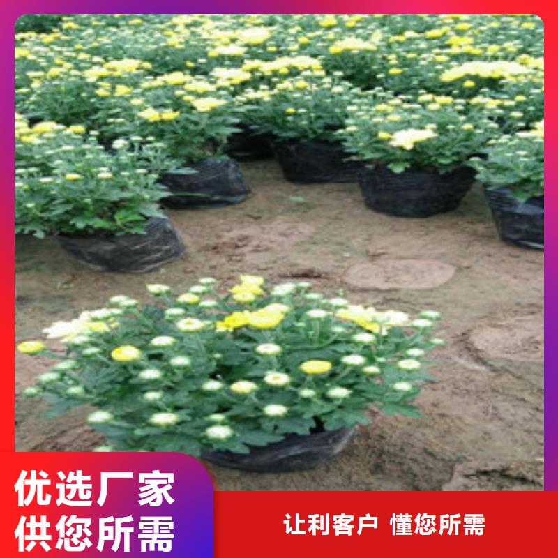 花海景观【水生植物/荷花睡莲】大库存无缺货危机