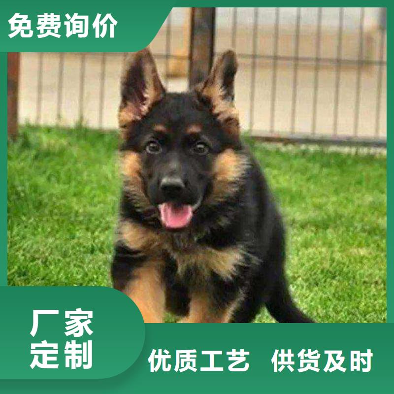 德国牧羊犬,德牧犬规格齐全实力厂家