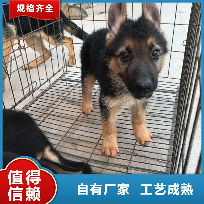 德国牧羊犬马犬随心所欲定制