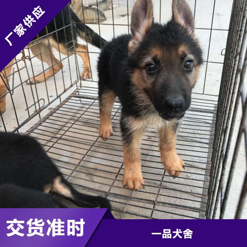 德国牧羊犬卡斯罗犬价格低