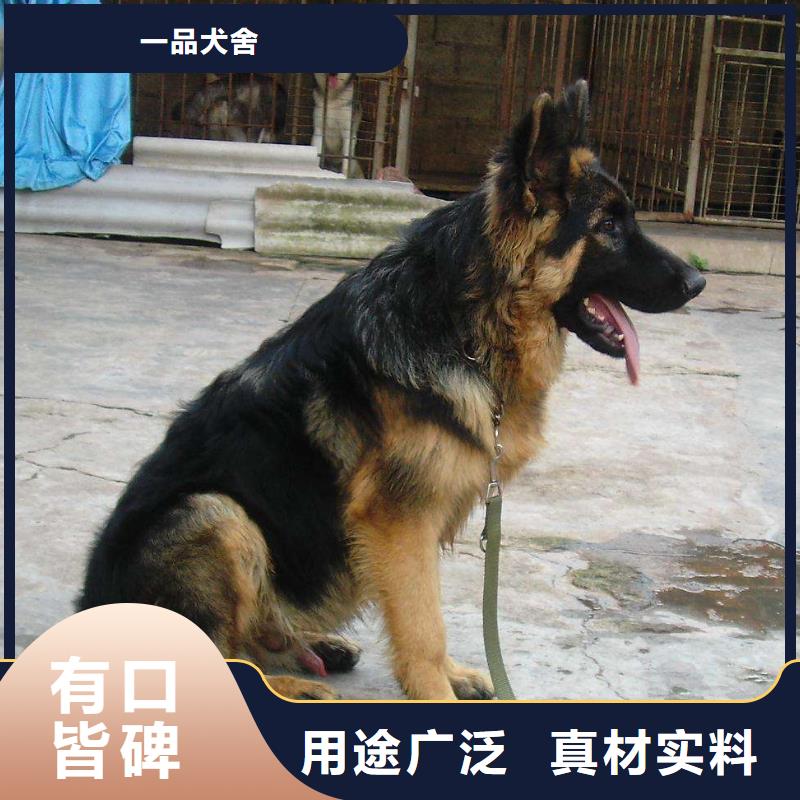 德国牧羊犬德牧犬价格公道合理