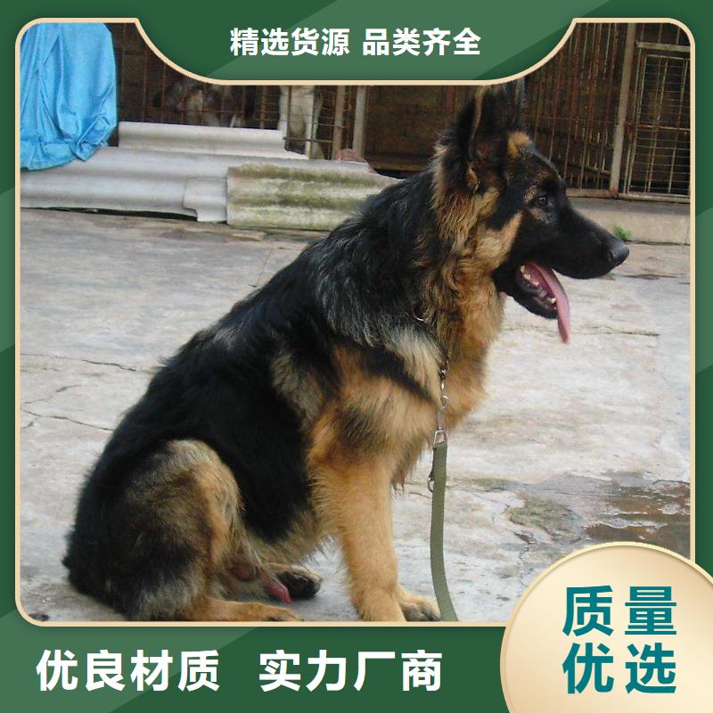 德国牧羊犬【拉布拉多犬】打造行业品质