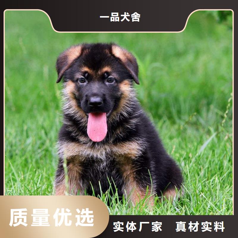 德国牧羊犬【杜宾犬】种类多质量好