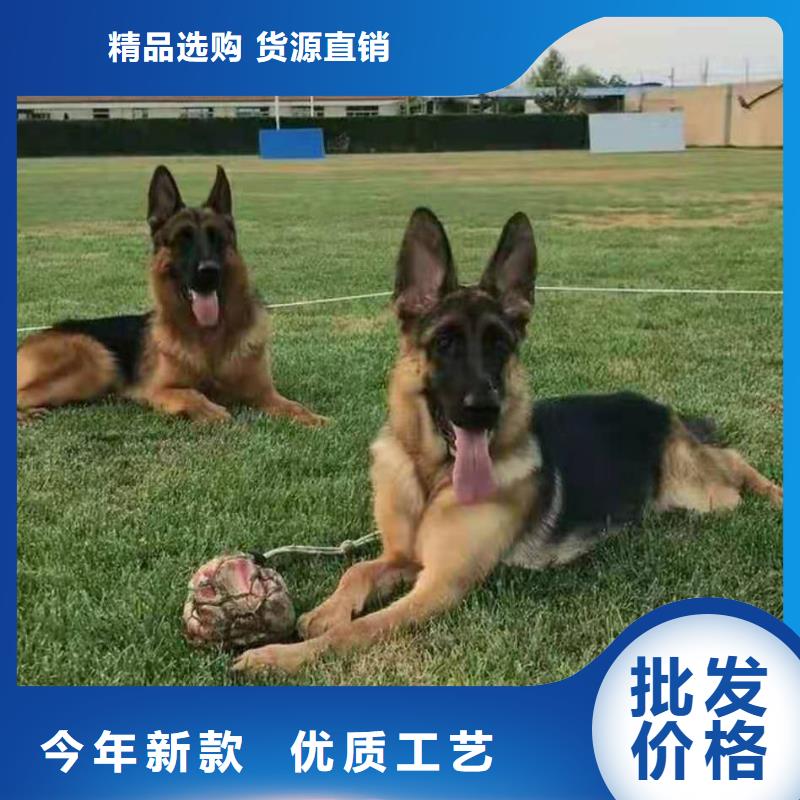 德国牧羊犬德牧犬价格公道合理