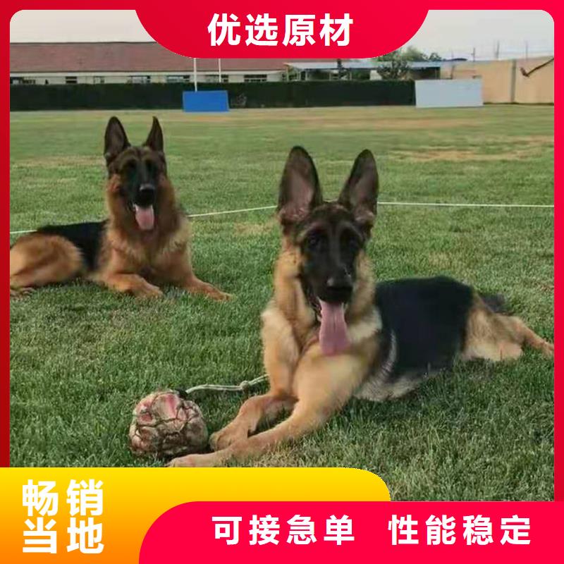 德国牧羊犬马犬根据要求定制