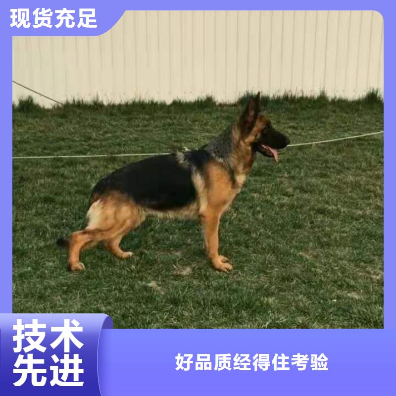 德国牧羊犬【比特犬】实力公司