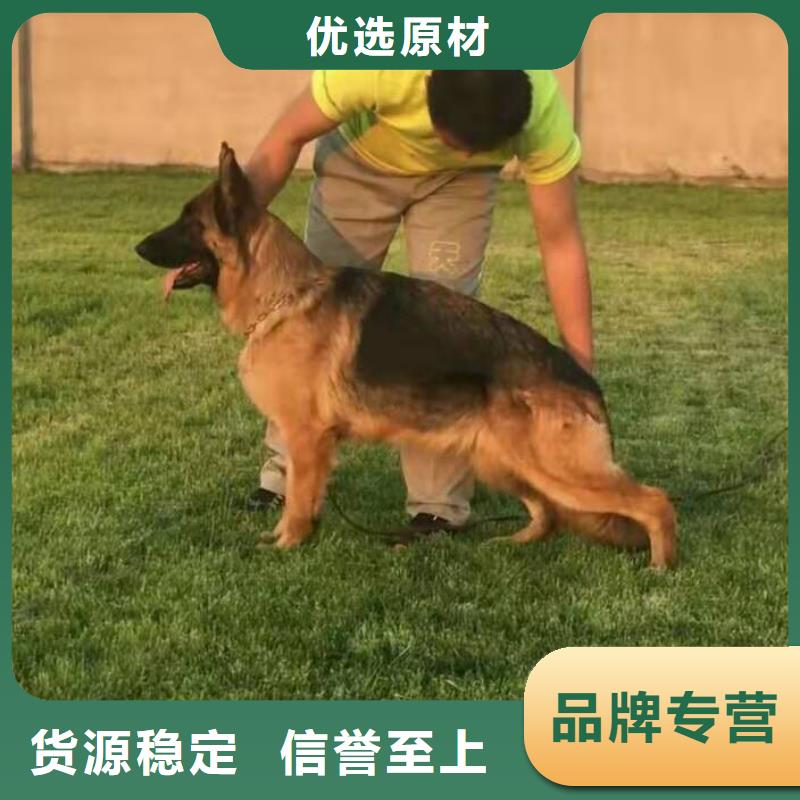 德国牧羊犬罗威纳犬发货迅速