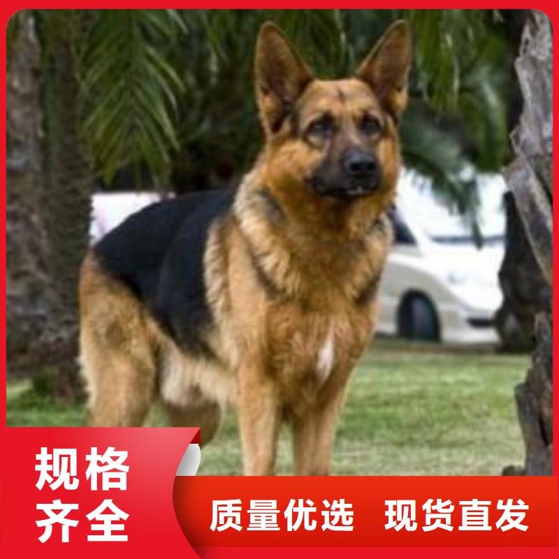 德国牧羊犬_黑狼厂家十分靠谱