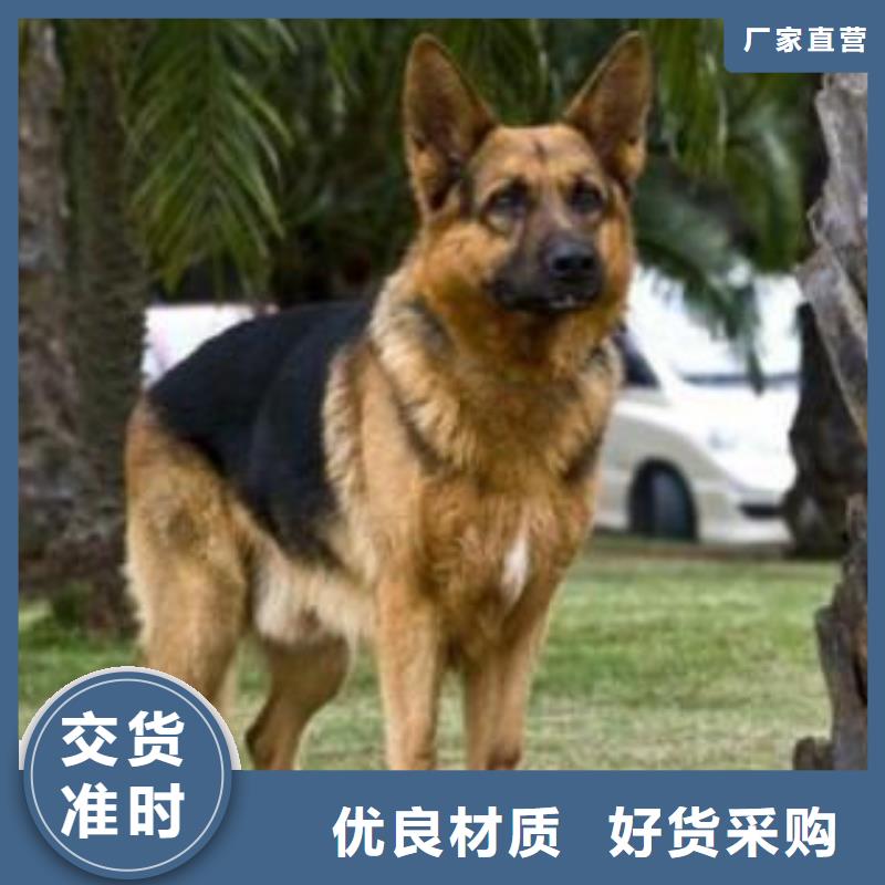 【德国牧羊犬拉布拉多犬一个起售】