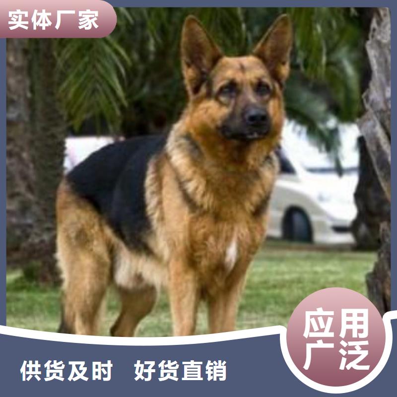 德国牧羊犬,卡斯罗犬工厂采购