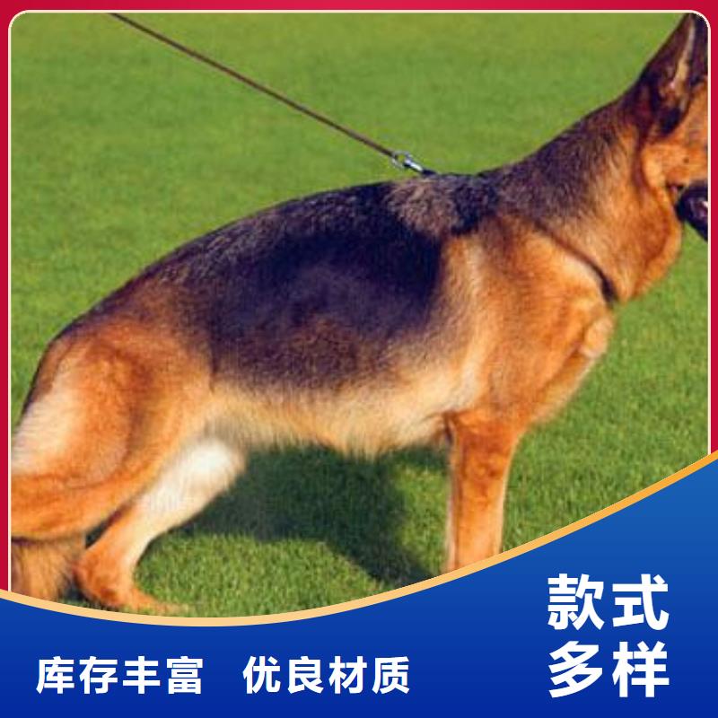 德国牧羊犬黑狼精益求精