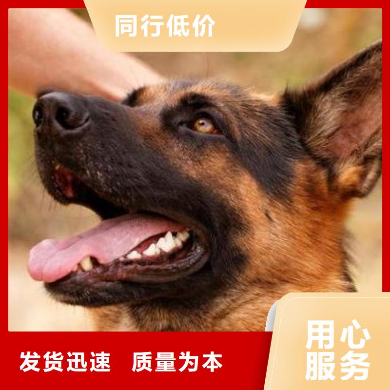 【德国牧羊犬】_德牧犬分类和特点