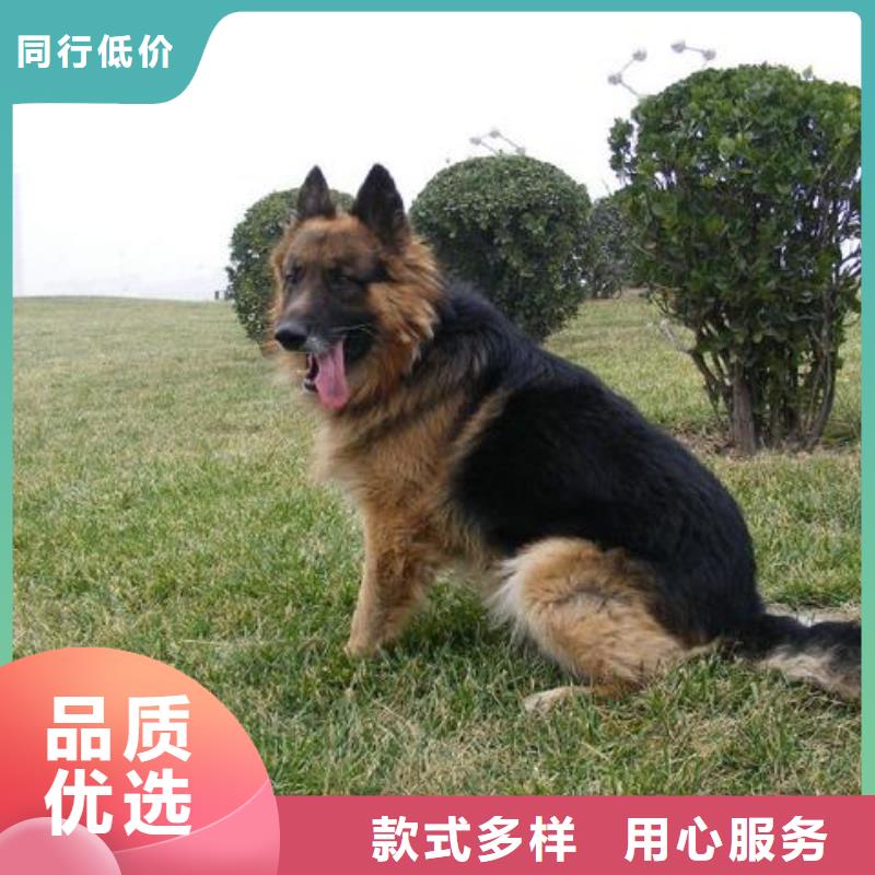 德国牧羊犬【拉布拉多犬】打造行业品质