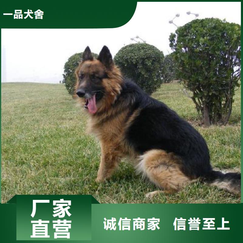 德国牧羊犬马犬根据要求定制