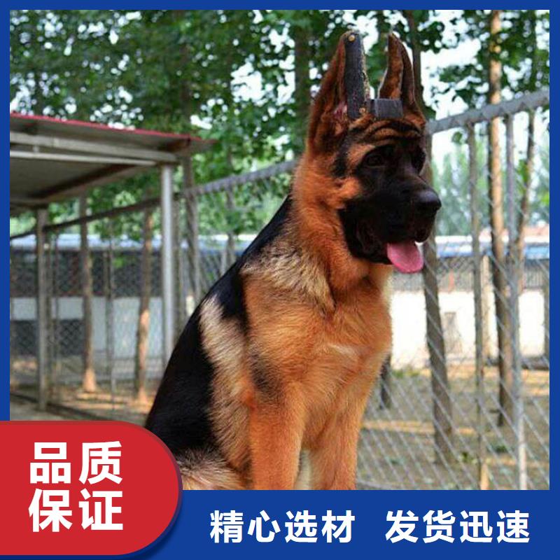 德国牧羊犬,德牧犬规格齐全实力厂家