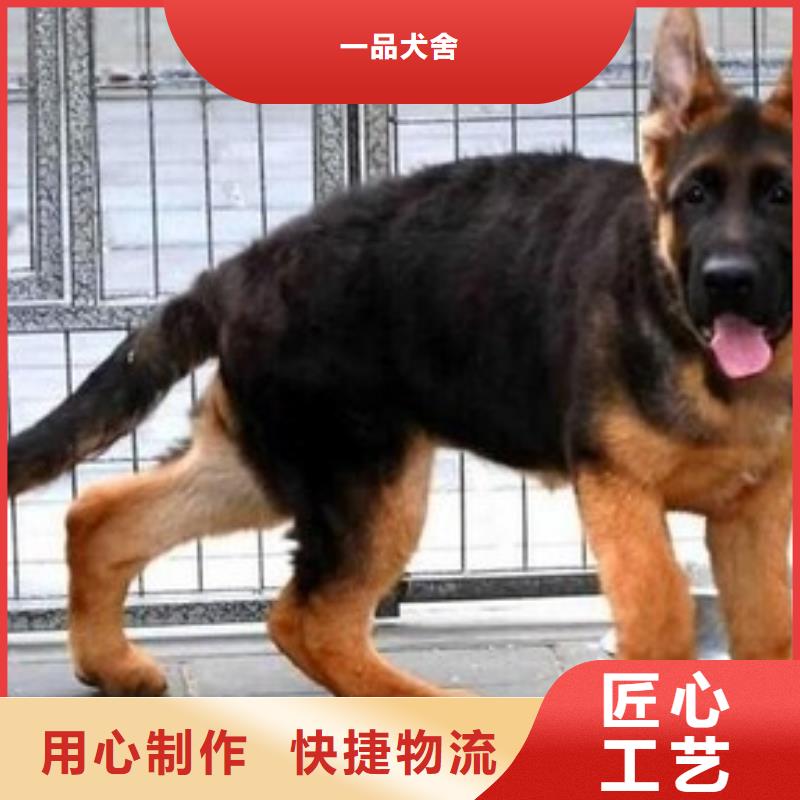 德国牧羊犬黑狼库存量大