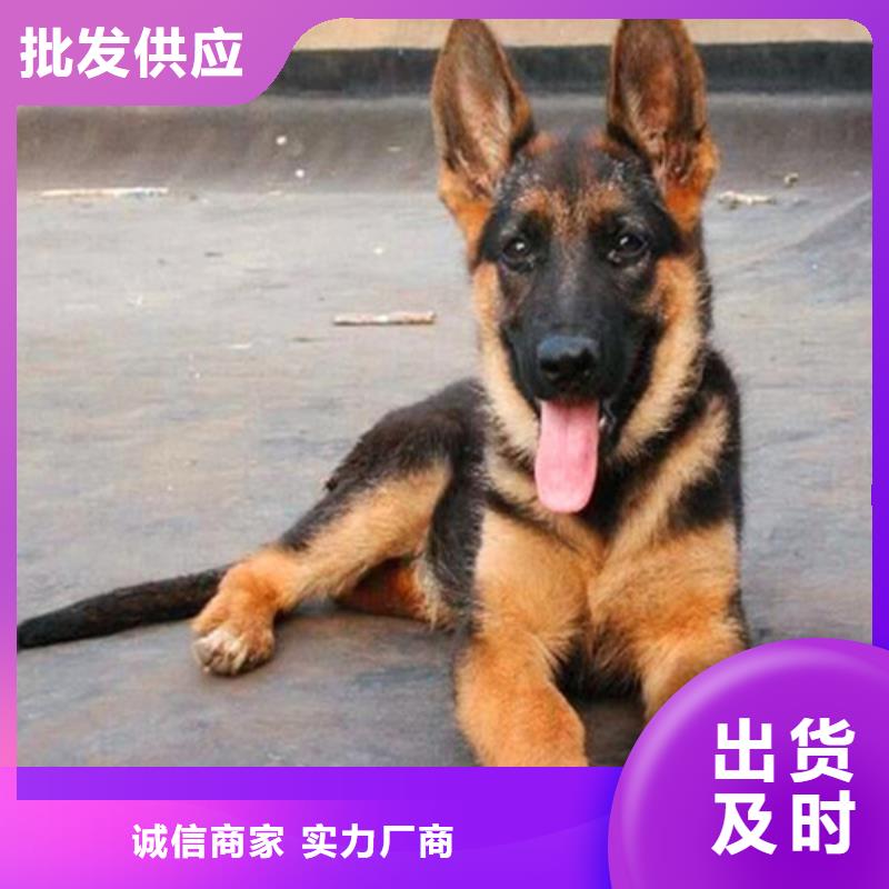 德国牧羊犬德牧犬海量库存