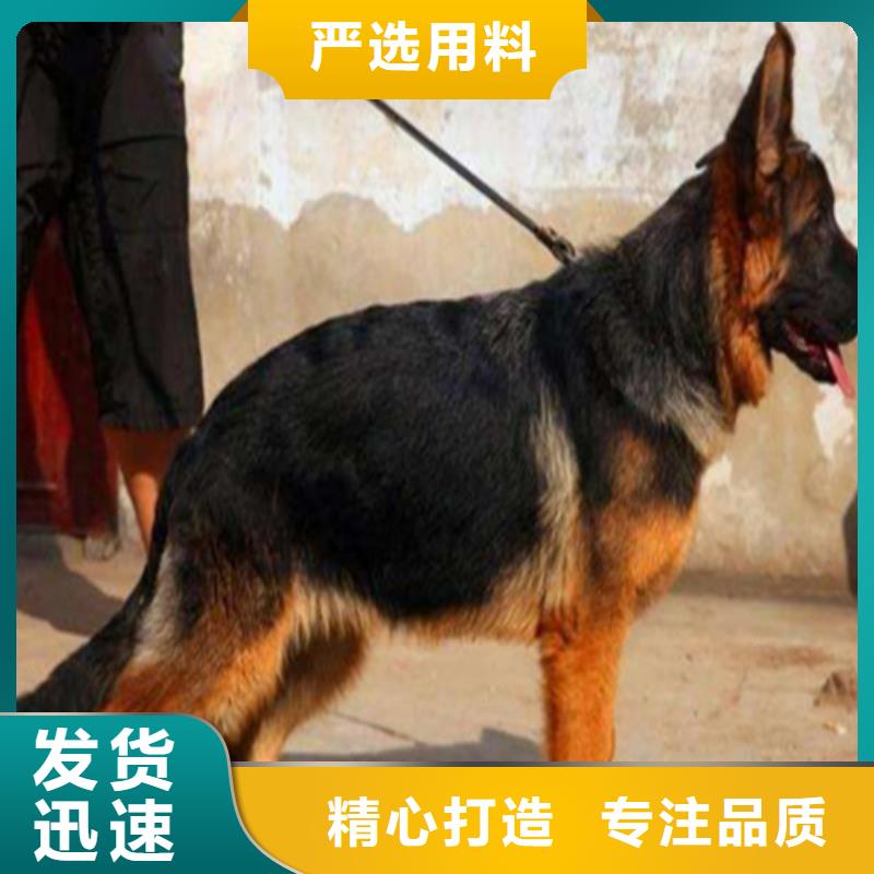 德国牧羊犬【杜宾犬】种类多质量好