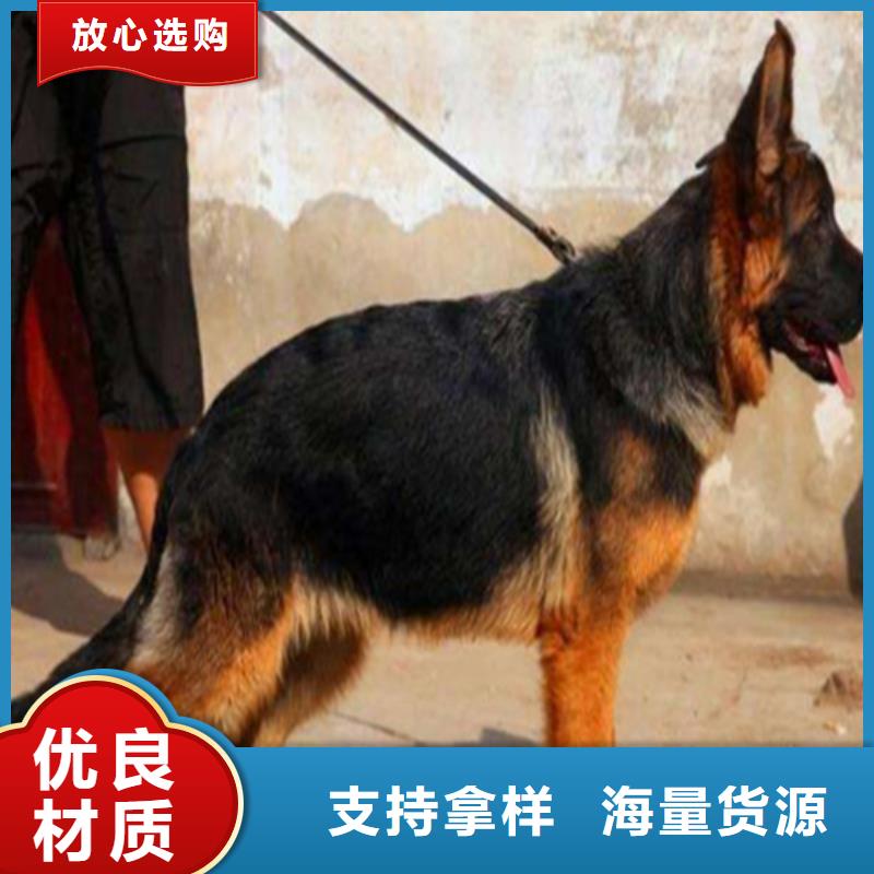 【德国牧羊犬_杜宾犬定制不额外收费】