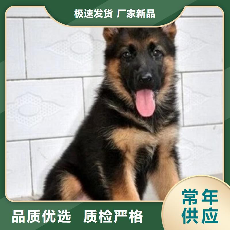 【德国牧羊犬黑狼自主研发】