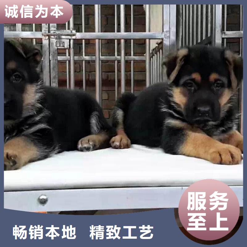 【德国牧羊犬比特犬厂家自营】