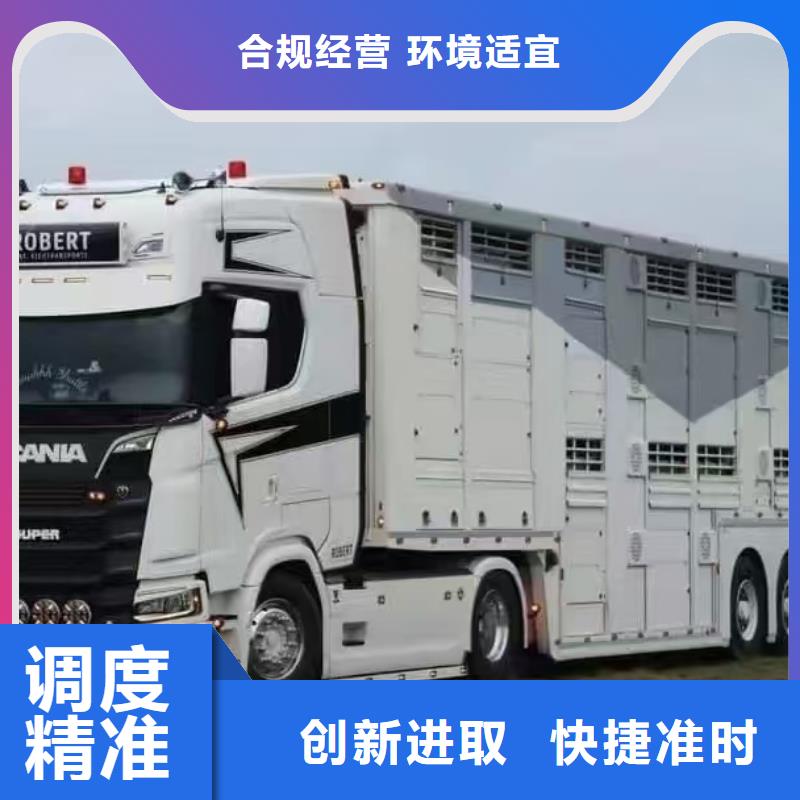 宣城到牛运输专用车温柔对待